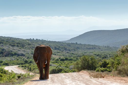 Bush Elephant coming from the fields with shades of mountains in the background.