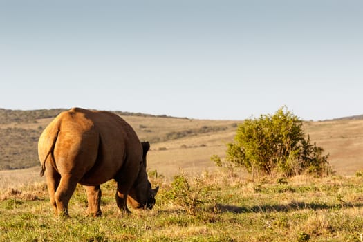 Side view of a Black Rhinoceros eating grass in the field.