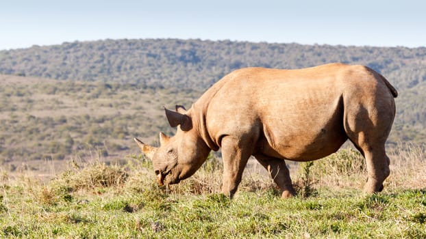 Black Rhinoceros eating grass in the field