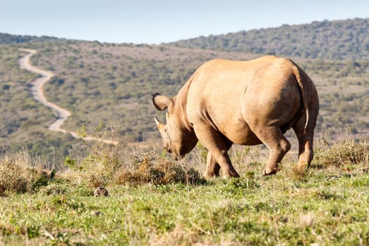 Black Rhinoceros horn showing the path to the mountains.