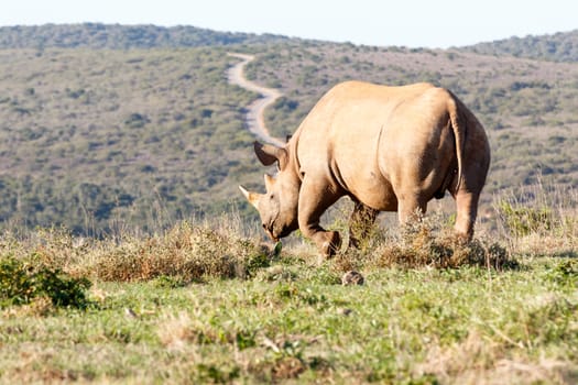 Black Rhinoceros lifting his leg while he's walking away.