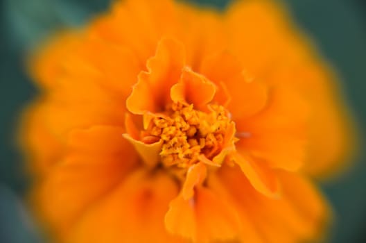 Macro of orange marigold flower in big close up.