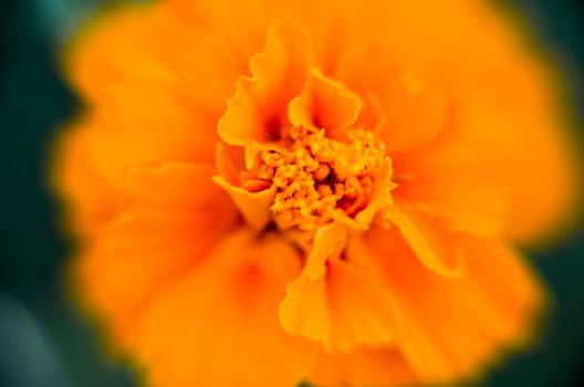 Macro of orange marigold flower in big close up.