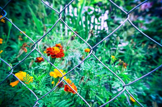 Marigold flowers at garden fence in summer