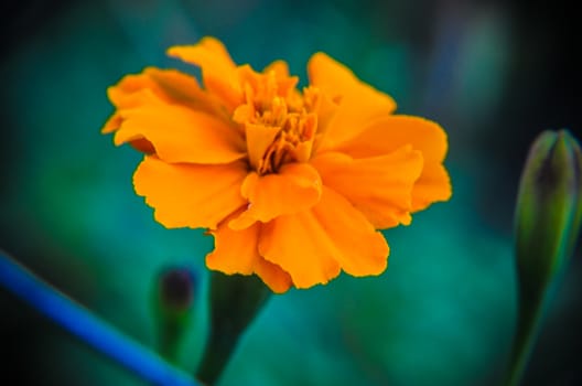 Macro of orange marigold flower in big close up.