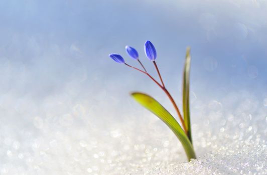 Blue snowdrop, Scilla bifolia in snow