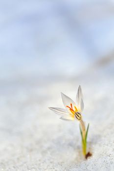 Spring crocus flowers in the snow 