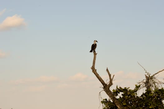 Yellow-billed hornbill on dead trunk in East Tsavo Park in Kenya