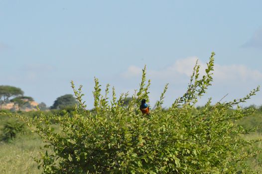 Starling on a shrub in East Tsavo Park in Kenya