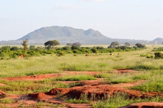 Savannah in East Tsavo Park in Kenya with a colinne in the background