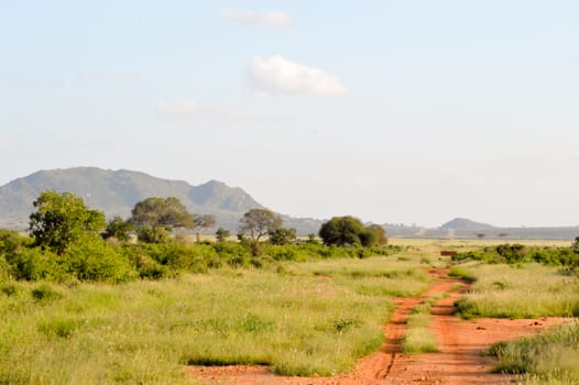 Savannah in East Tsavo Park in Kenya with a colinne in the background