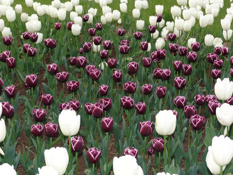 Colorful tulips in the park. Spring landscape.