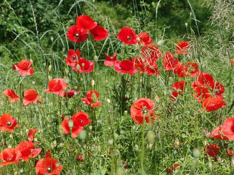 Red poppies on field