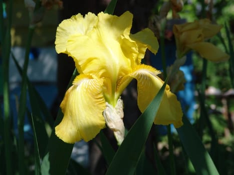 Yellow iris in garden
