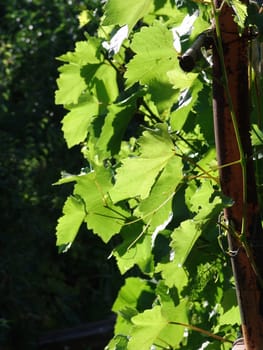 Grapes leaves in a vineyard