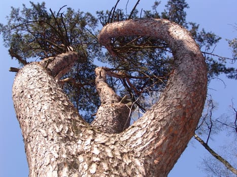 Big tree. Photo made from below.