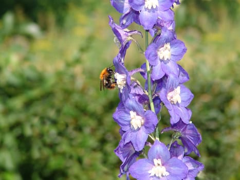 Bright blue delphiniums; Perennial flowering plant; Popular ornamental plant in cottage gardens
