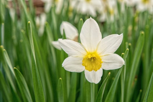 Blooming yellow white daffodil with the blurred background