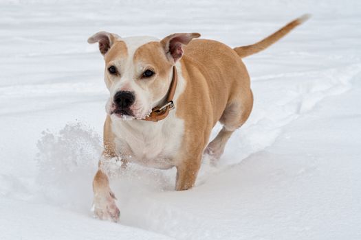 Running staffordshire bull terrier in a snow