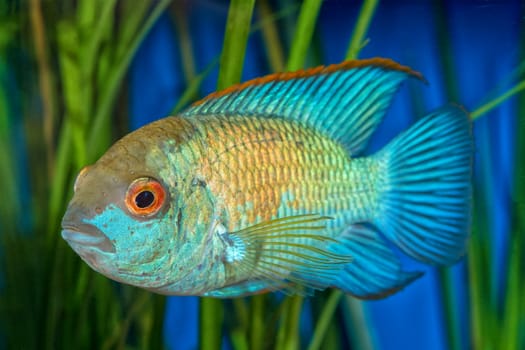 Portrait of cichlid fish (Andinoacara sp.) in aquarium
