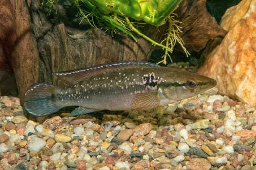 Portrait of cichlid fish (Crenicichla saxatilis) in a aquarium