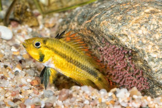Portrait of cichlid fish (Apistogramma cacatuoides) in a aquarium