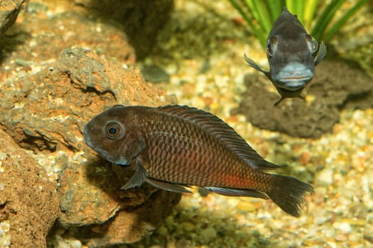 Portrait of cichlid fish (Tropheus sp.) in a aquarium