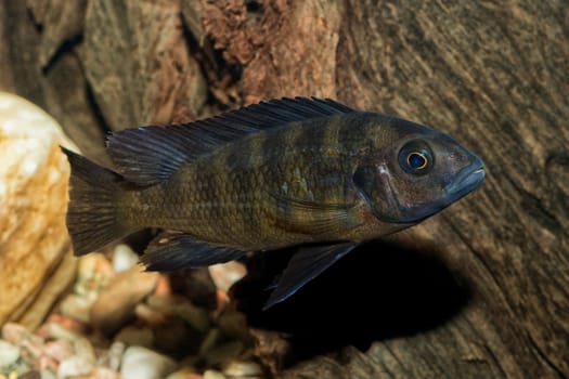 Portrait of cichlid fish (Pseudotropheus crabro) in aquarium