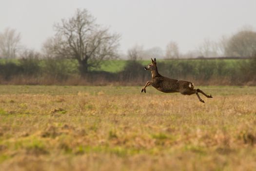 Female Roe Deer running across Field in British Countryside