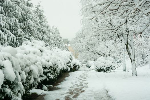 Walk the snowy winter day in the resort village Vityazevo, Krasnodar region