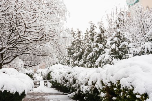 Snow-covered alley in the resort village Vityazevo, Krasnodar region