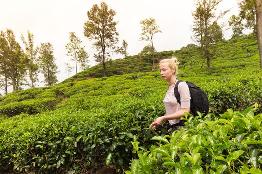 Active caucasian blonde woman enjoing fresh air and pristine nature while tracking among tea plantaitons near Ella, Sri Lanka. Bacpecking outdoors tourist adventure.