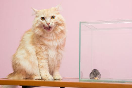 The cat licked, near the aquarium hamster sitting and eating cheese