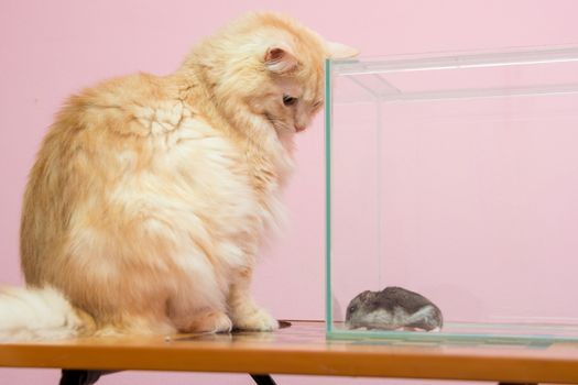 The cat looks at the aquarium hamster