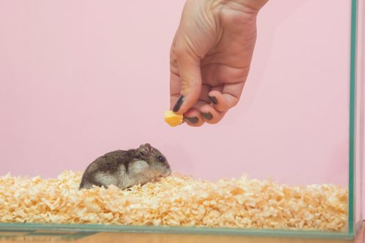 She feeds the hamster cheese, close-up