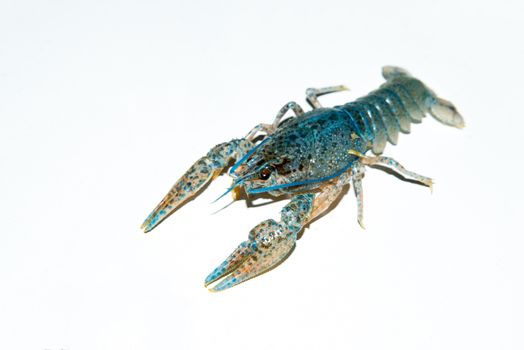 alive crayfish isolated on white background, live crayfish closeup, fresh crayfish. Boiled red crayfishes on a white dish. Brotherhood of red crawfish, Boiled crawfish with dill, Cancers to beer, dill, boiled crawfish, beer snacks, sea crayfish,Beer with crayfish,beer with crawfish photo,Fish crabs beer.