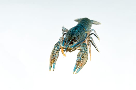 alive crayfish isolated on white background, live crayfish closeup, fresh crayfish. Boiled red crayfishes on a white dish. Brotherhood of red crawfish, Boiled crawfish with dill, Cancers to beer, dill, boiled crawfish, beer snacks, sea crayfish,Beer with crayfish,beer with crawfish photo,Fish crabs beer.