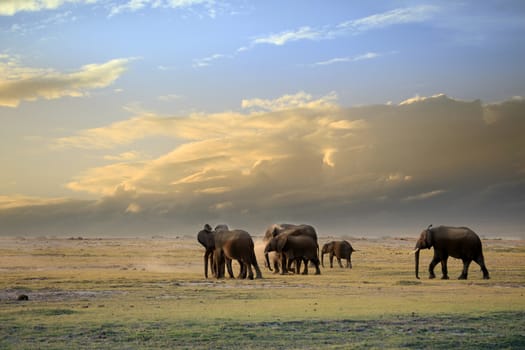 Elephants in Amboseli national park, Kenya