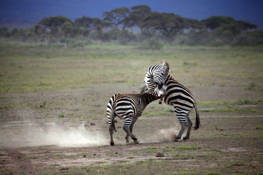 Zebras herd on savanna. Amboseli national park in Kenia