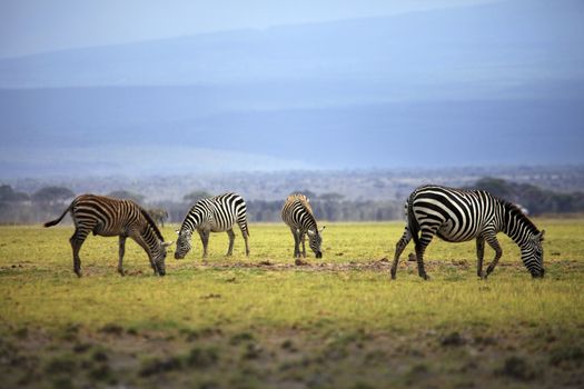 Zebras herd on savanna at sunset, Amboseli, Africa