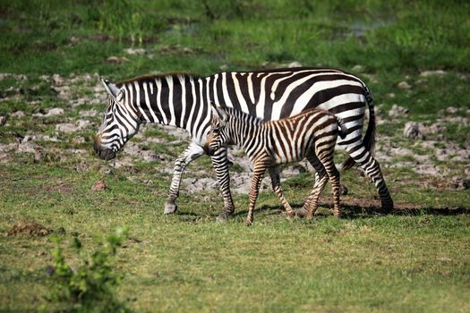 Zebras herd on savanna. Amboseli national park in Kenia