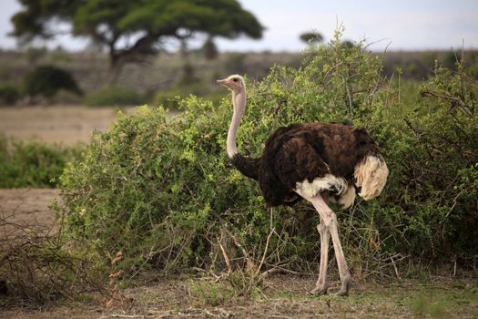 Ostrich on savanna. Amboseli national park in Kenia