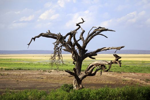 Dry tree in the African savannah. Amboseli national park in Kenia