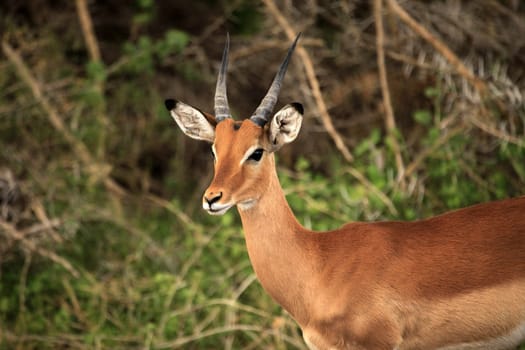 Antelope Impala (Aepyceros melampus), Tsavo East National Park