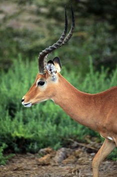 Antelope Impala (Aepyceros melampus), Tsavo East National Park