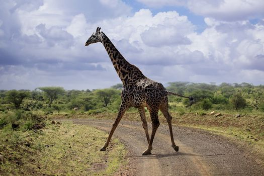 Free Giraffe in Tsavo National Park, Kenya