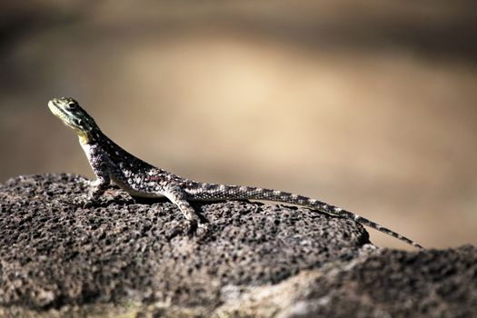 Common agama. Amboseli national park in Kenia
