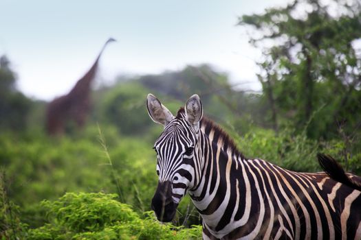 Zebra herd on savanna. Amboseli national park in Kenia