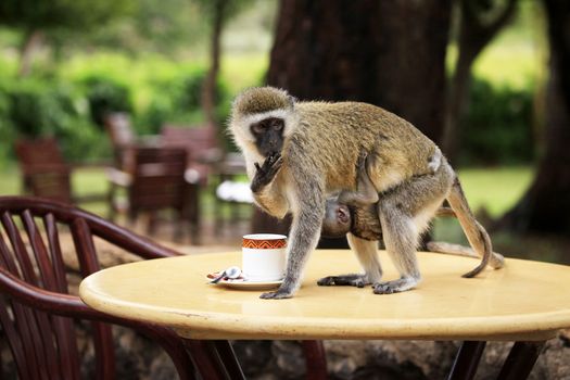 Monkey with a baby drinking from a cup
