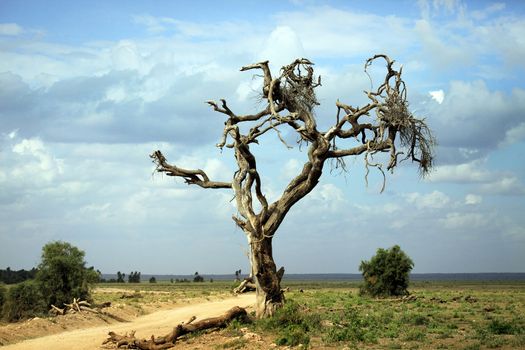 Dry tree in the African savannah. Amboseli national park in Kenia